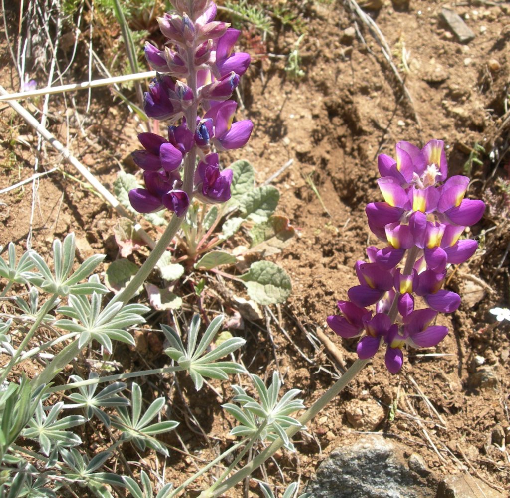ventana019.jpg