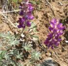 ventana019_small.jpg