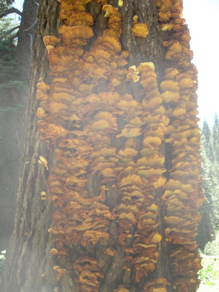 sequoianp014.jpg