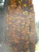 sequoianp014_small.jpg