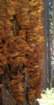 sequoianp017_small.jpg