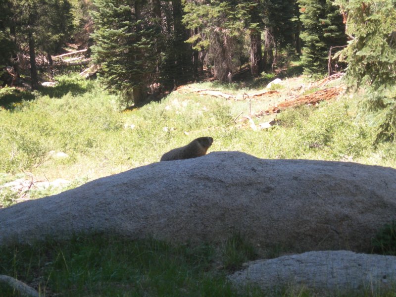 sequoianp020.jpg