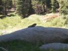 sequoianp020_small.jpg