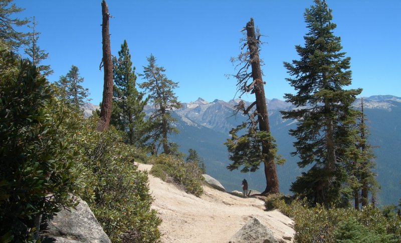 sequoianp032.jpg