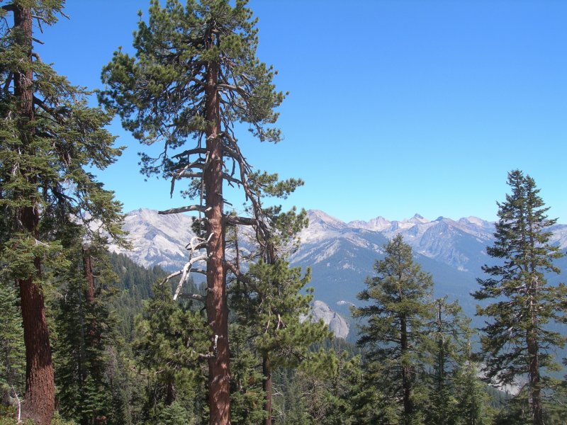 sequoianp033.jpg