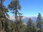 sequoianp033_small.jpg