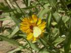 sequoianp039_small.jpg