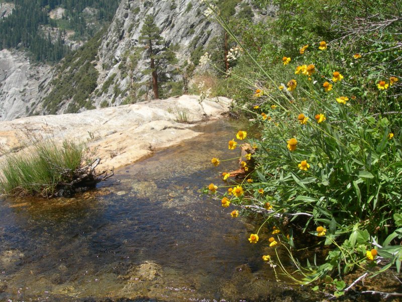 sequoianp130.jpg