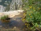 sequoianp130_small.jpg
