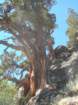 sequoianp158_small.jpg