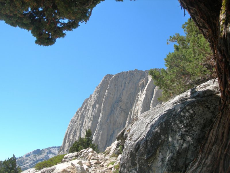 sequoianp161.jpg