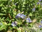 sequoianp175_small.jpg