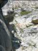sequoianp179_small.jpg