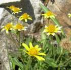 sequoianp197_small.jpg