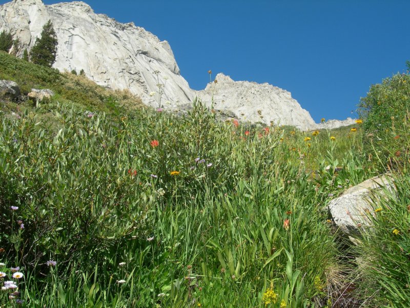 sequoianp201.jpg