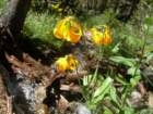 sequoianp290_small.jpg