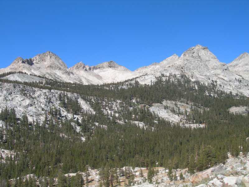 sequoianp296.jpg