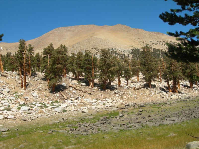 sequoianp311.jpg