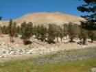 sequoianp311_small.jpg