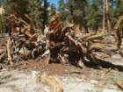 sequoianp315_small.jpg