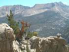 sequoianp325_small.jpg