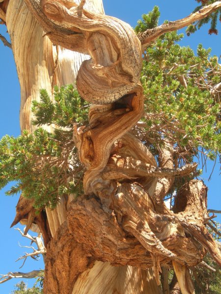 sequoianp326.jpg