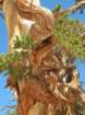 sequoianp326_small.jpg