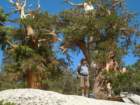 sequoianp327_small.jpg