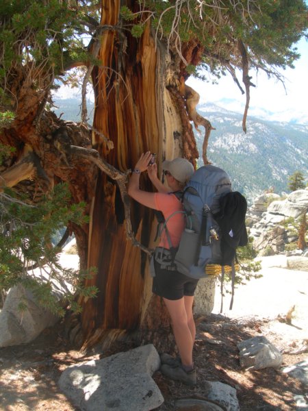 sequoianp329.jpg