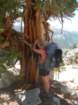 sequoianp329_small.jpg