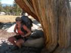 sequoianp331_small.jpg