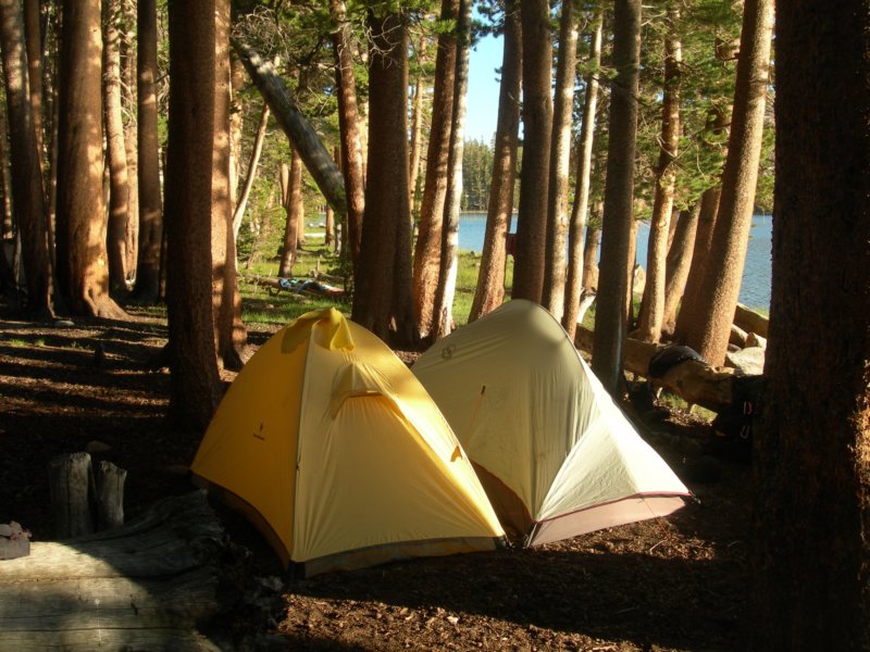 sequoianp341.jpg