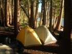 sequoianp341_small.jpg