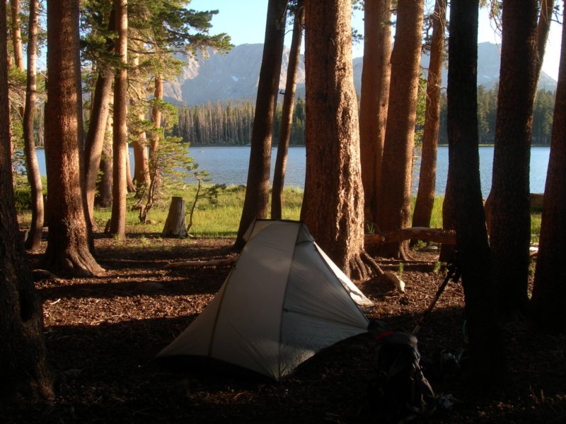 sequoianp343.jpg