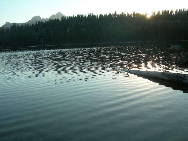 sequoianp346.jpg