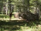 sequoianp361_small.jpg