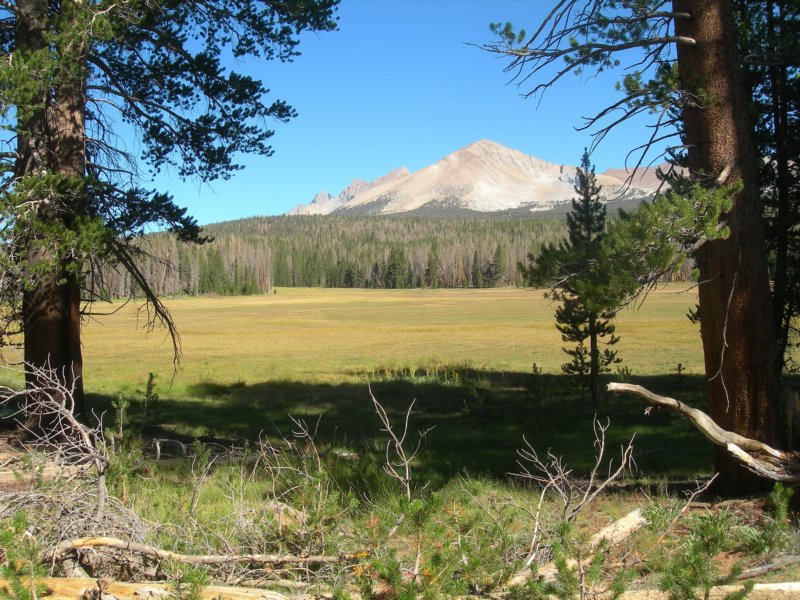 sequoianp363.jpg