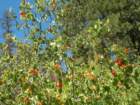 sequoianp368_small.jpg