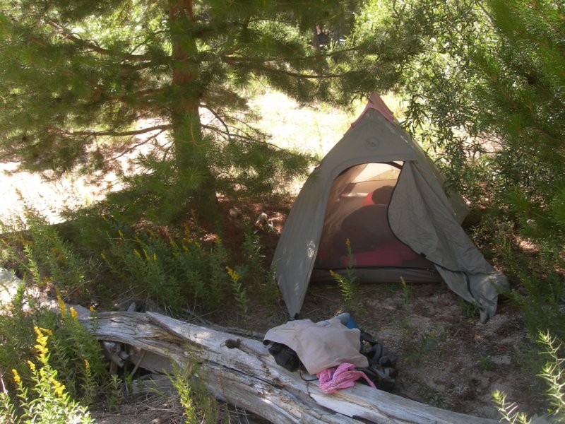 sequoianp382.jpg