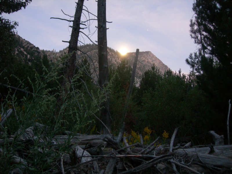 sequoianp406.jpg