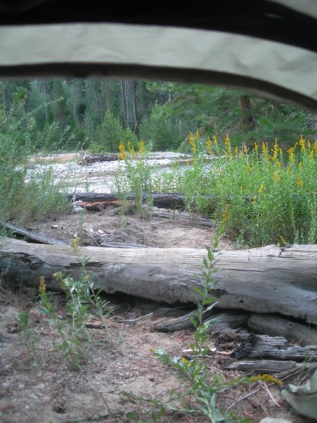 sequoianp409.jpg