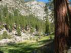 sequoianp420_small.jpg