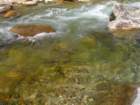 sequoianp425_small.jpg