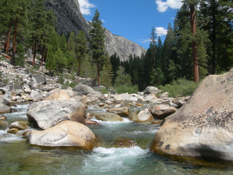sequoianp427.jpg