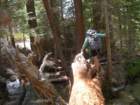 sequoianp431_small.jpg