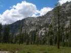 sequoianp433_small.jpg