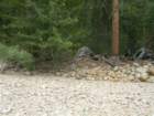 sequoianp438_small.jpg