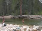sequoianp441_small.jpg