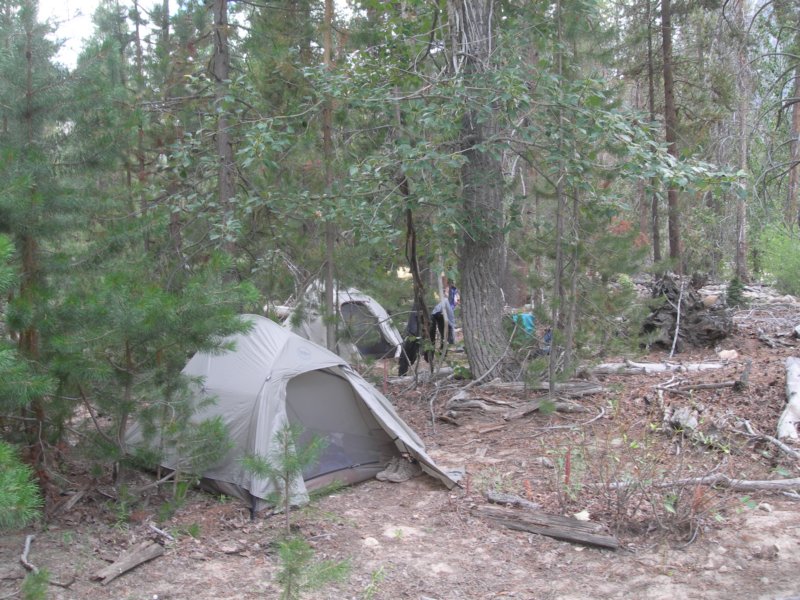 sequoianp443.jpg