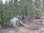 sequoianp443_small.jpg